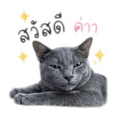 Phinyaphat_20260429183410