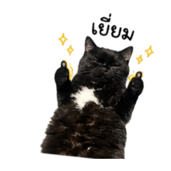 Mali the cat, which is black.
