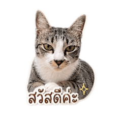 Tee wisarut_20260429183925