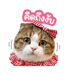 Catslid_20260429185508