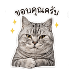 Catslid_20260429185940