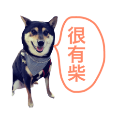 黑柴《吳大雄》的鄉民趴旺