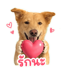 Aungpao Crazy Dog