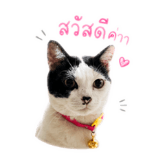 Cute cat_20260429192412