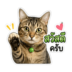 Junjira1_20260429192552