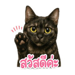 KAITOM&PEAKPOON_20260429193707