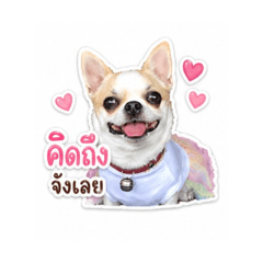 Kati is Dog