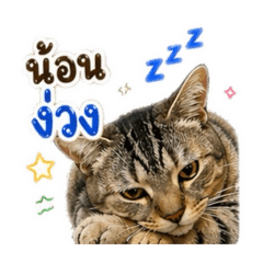 nn.amm_20260429194358