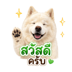 Mochi white siberian v.1