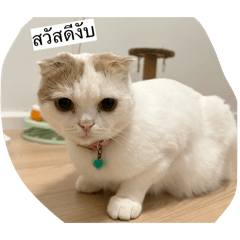 Sayya_20260429194845