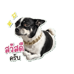 pphappy_20260429194722
