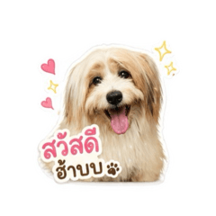 newchaya_20260429194756
