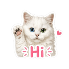 Hello cat:)