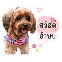 Dog name
