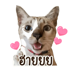 fayya_20260429195828