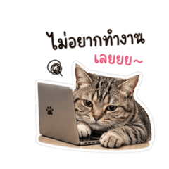 The name Angpao means cat.