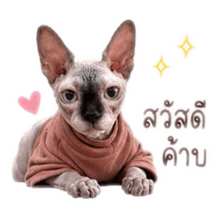 Sphynx cat latte