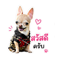 Shoyu chichi