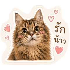 Audrey Cat v.1