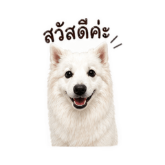 Shiro Spitz (Thai Ver.)
