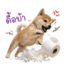 taro goooodboy01