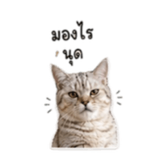Oki meow