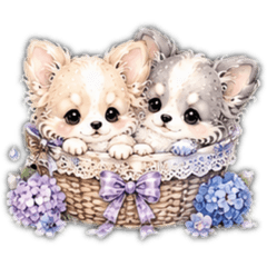 ♡紫陽花日和♡cute文字なし