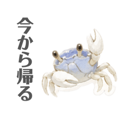 サワガニくんの日常
