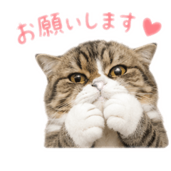 yamada_20260527151802