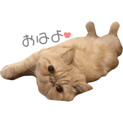Nico_20260527154017