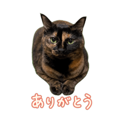 mimi_20260527155925