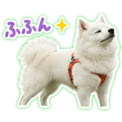 pom_20260526222009