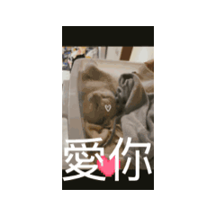 我的貓貓 珠丶屁丶啾❤️