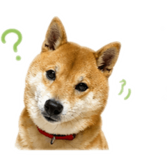 中上福の日常