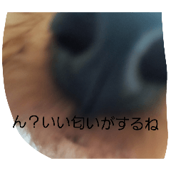 Kotamugi Sticker
