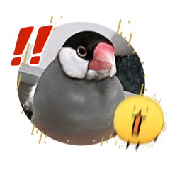 kobutanokituneko_20260528113454