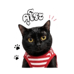 Kurobuta Black Cat