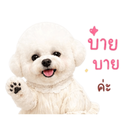 Honey_20260429215850