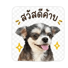 Tofu_20260429215619