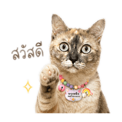 Meow Mood TH