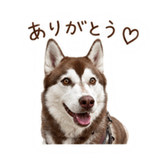 Husky Daily Life Stickers.