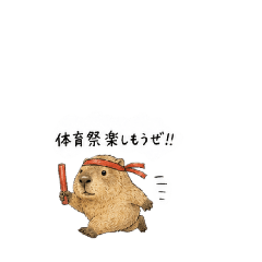 marmott