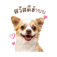 Kanompang Chihuahua