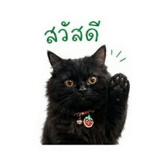 nachh.nok._20260429221800