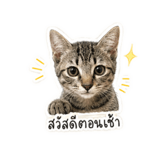 Rujee_20260429224229