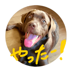 chocolab stamp