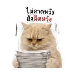 Kaophod_20260429224731
