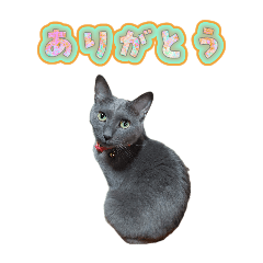 Gray Cat "Hai-chan" Cute Stickers 5