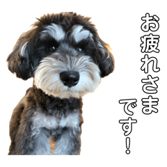dog of dog_20260527134526