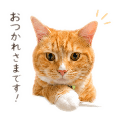 kotetu Work